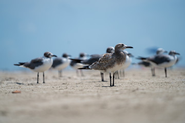 seagulls