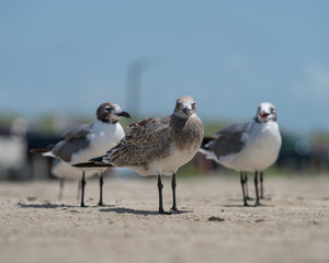 seagulls