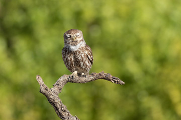 Mochuelo europeo