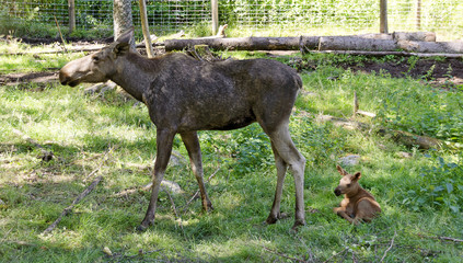 Elchkuh mit Jungtier