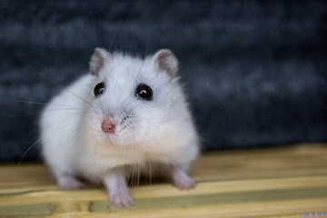 Hamster white handsome