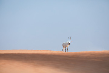 Endangered arabian oryx in desert landscape.
