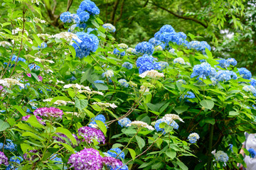 三色のあじさい