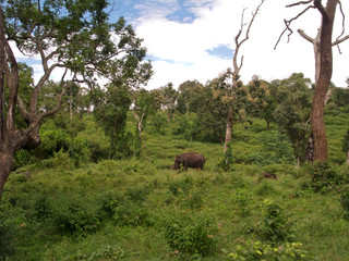 Wilder Elefant in Mudulamai Tiger Reserve, National Park, Tamil Nadu, Indien, Asien