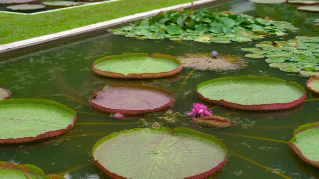 Young woman and her son looking at huge blooming water lily lotuses in a tropical park
