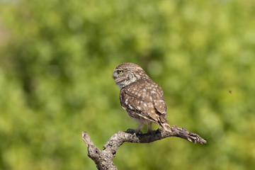 Mochuelo europeo