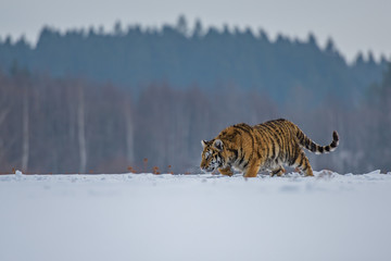 Siberian Tiger in the snow (Panthera tigris)