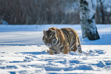 Siberian Tiger in the snow (Panthera tigris)