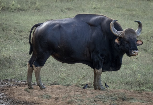 Wild large Indian Bison, Gaur