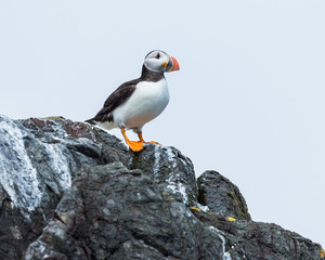 Puffin, Sea Bird, on rocks at the Farne Islands, Northumberland, England, UK.