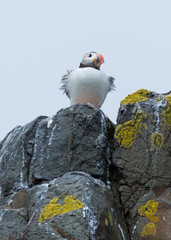 Puffin, Sea Bird, on rocks at the Farne Islands, Northumberland, England, UK.