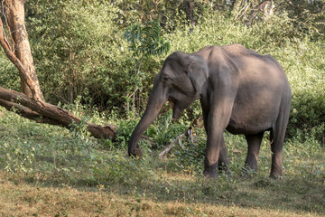 Fototapeta premium Asian elephant