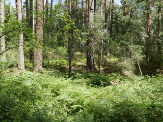 Valsain - Boca del Asno