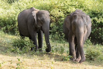 Asian elephant