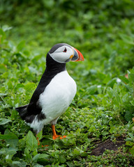 Puffin at nesting site on the Farne Islands, Northumberland, England, UK.