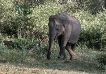 Fototapeta na wymiar Asian elephant