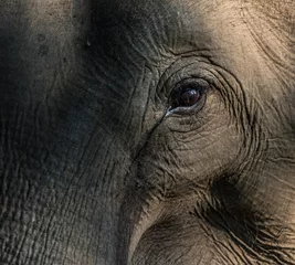 Foto op Aluminium Asian elephant © fotogenix