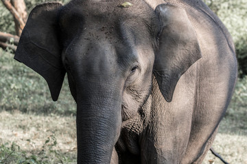 Fototapeta premium Asian elephant