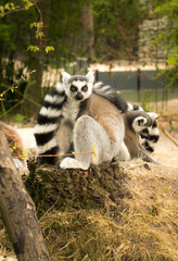 Naklejka na ściany i meble cute funny little lemurs playing with each other