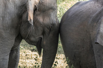Fototapeta premium Asian elephant