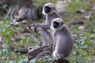 Langur monkey portrait