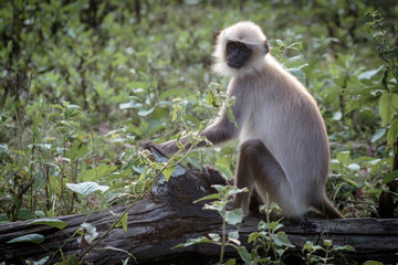 Langur monkey portrait