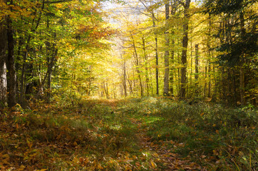 Obraz premium Deserted Forest Trail on a Sunny Autumn Day. Concept of Exploration and Adventure.