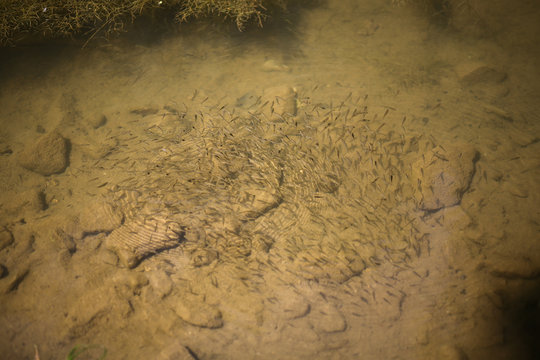 School of Small Baby Trout Swimming a Virginia Creek