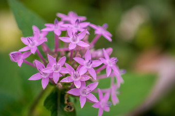 The magenta wild flower from Himalaya