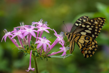 Butterfly on the purple flower