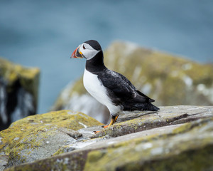 Puffin, sea bird, on rocks at the Farne Islands, Northumberland, England, UK.