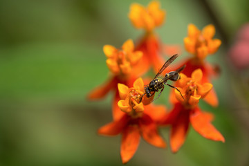 Wasp on orange flower