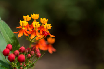 The orange wild flower from Himalaya