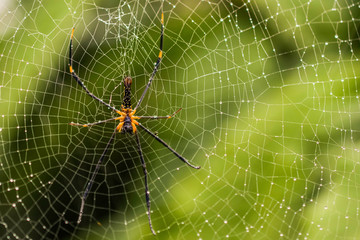 HIMALAYAN SPIDER