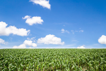 corn field with blue sky