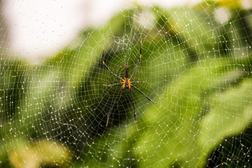 HIMALAYAN SPIDER