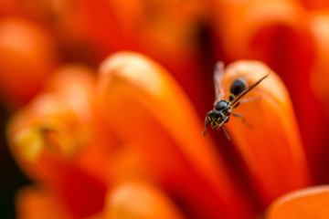 Wasp on orange flower