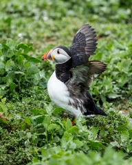 Puffin at nesting site on the Farne Islands, Northumberland, England, UK.