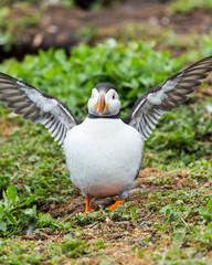 Puffin at nesting site on the Farne Islands, Northumberland, England, UK.