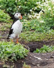 Puffin, sea bird, at burrow, at nesting site on the Farne Islands, Northumberland, England, UK.
