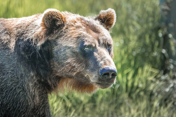 Obraz premium Grizzly bear in the alaskan wilderness