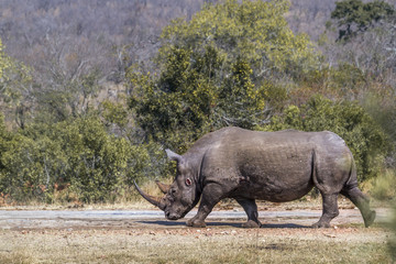 Naklejka premium Southern white rhinoceros in Kruger National park, South Africa
