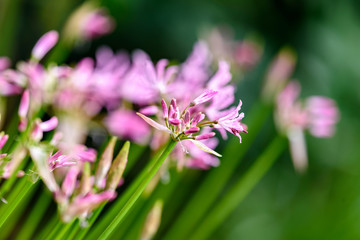 咲き始めたダイヤモンドリリーの花