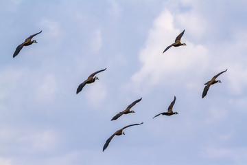 White faced Whistling-Duck in Kruger National park, South Africa ; Specie Dendrocygna viduata family of Anatidae