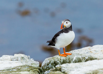 Fototapeta premium Puffin, sea bird, on rocks at the Farne Islands, Northumberland, England, UK.