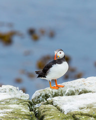 Puffin, sea bird, on rocks at the Farne Islands, Northumberland, England, UK.