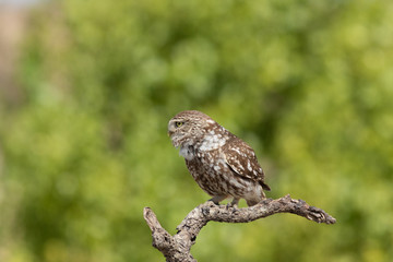 Mochuelo europeo