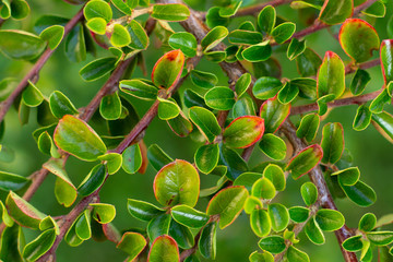 Small green leaves background