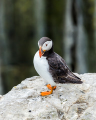 Puffin, sea bird, on rocks at the Farne Islands, Northumberland, England, UK.