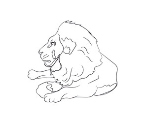 lion lies, lines, vector,